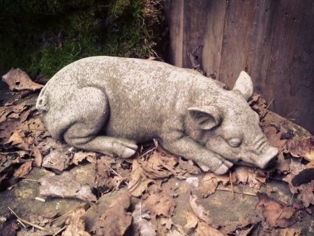 Sleeping Pig on Sale