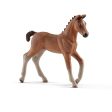 Hanoverian foal Online Hot Sale